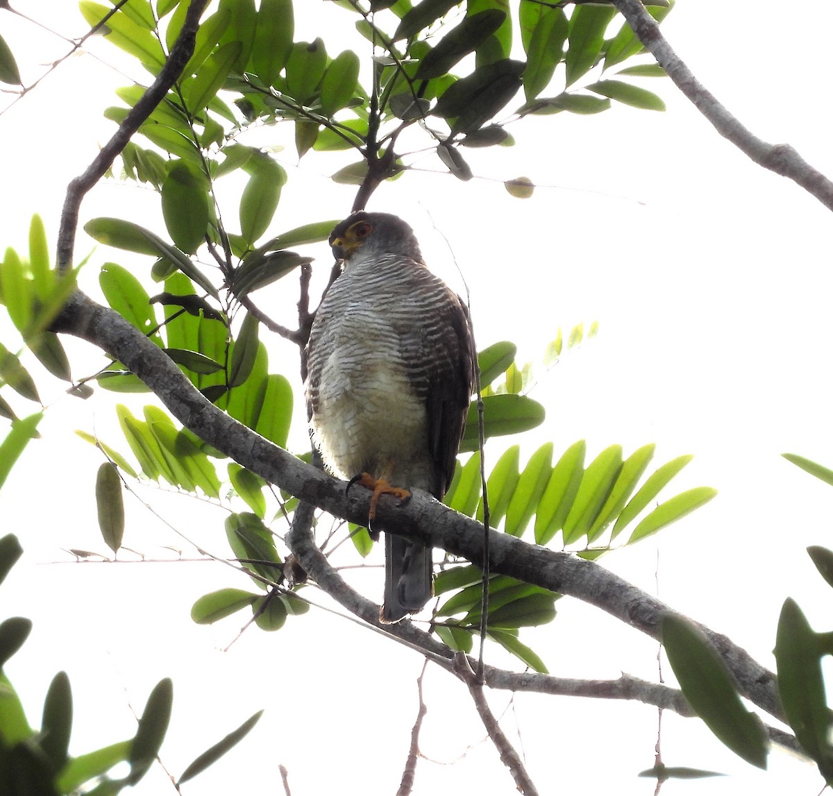 Tiny Hawk - ML635572478