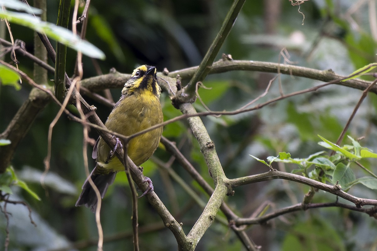 Yellow-striped Brushfinch - ML635572502