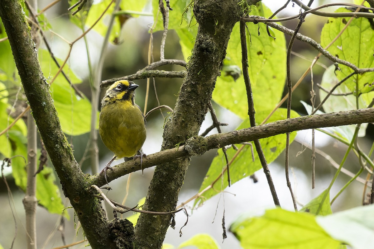 Yellow-striped Brushfinch - ML635572503