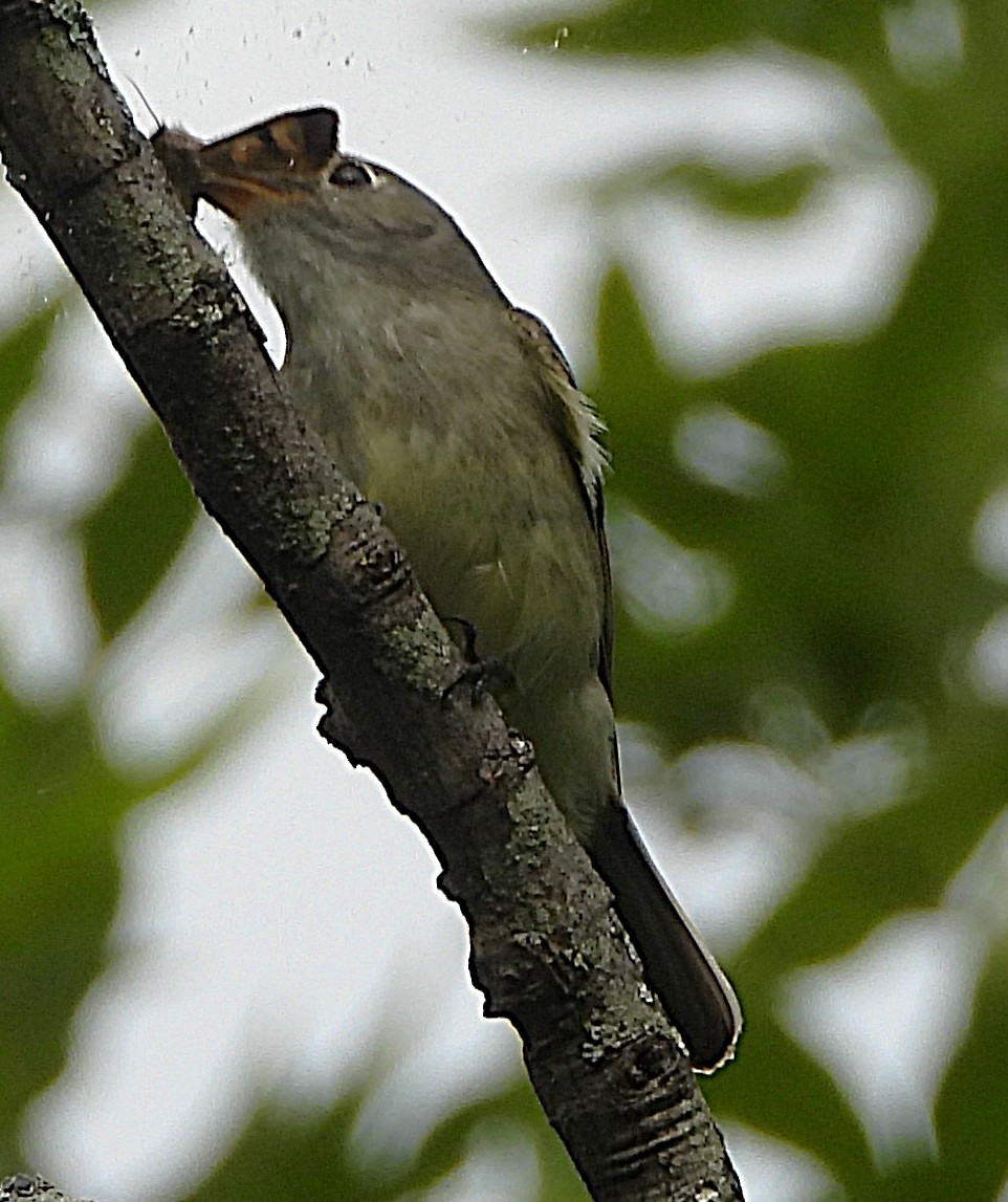 Least Flycatcher - ML635572517