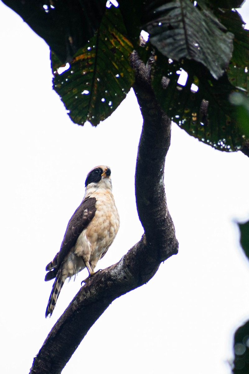 Laughing Falcon - ML635572557
