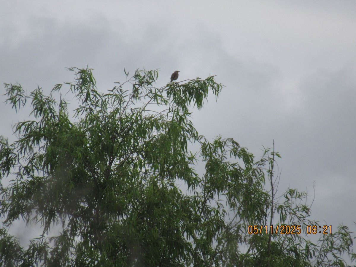 Eastern Meadowlark - ML635572563