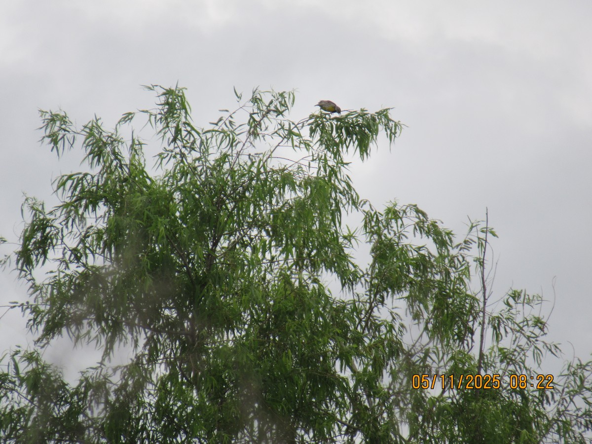 Eastern Meadowlark - ML635572564