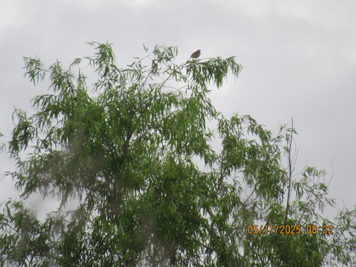 Eastern Meadowlark - ML635572565