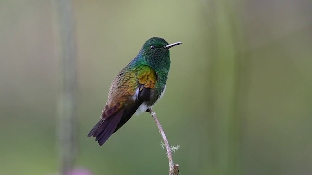 Snowy-bellied Hummingbird - ML635572575