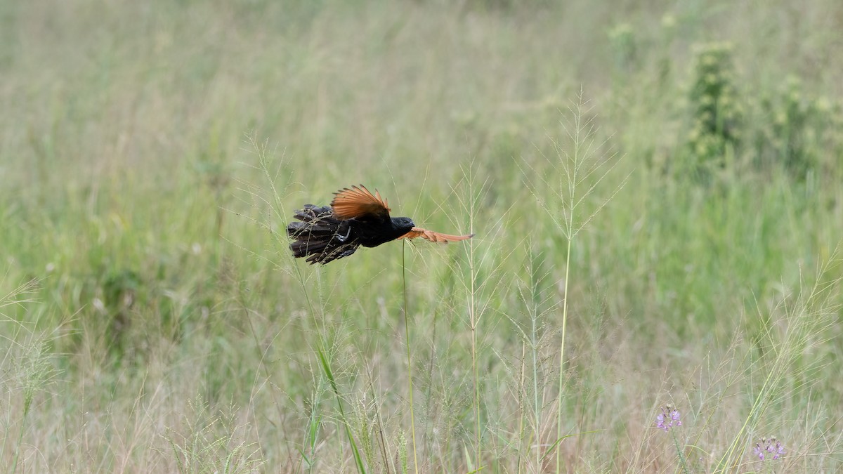 Black Coucal - ML635572609