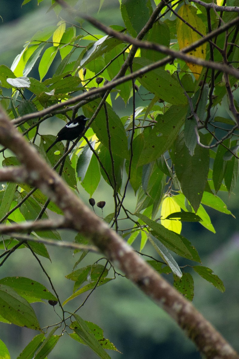 White-shouldered Tanager - ML635572620