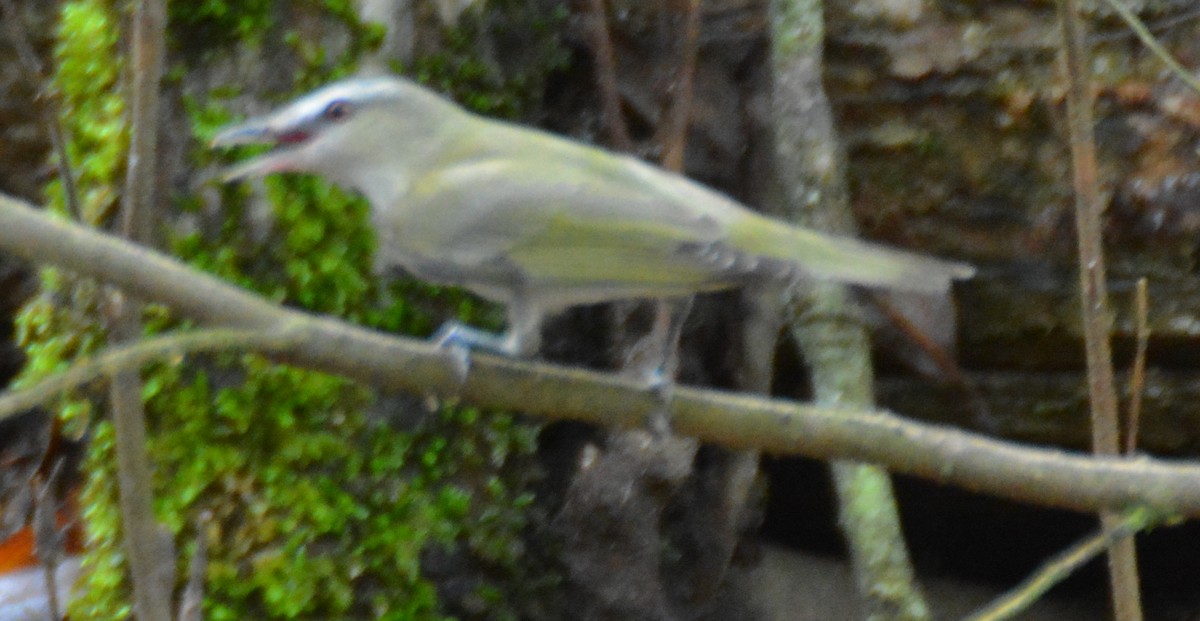 アカメモズモドキ - ML635572677