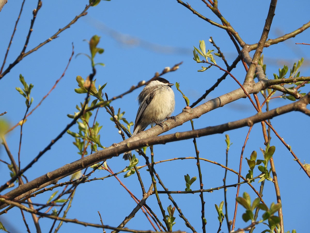 Black-capped Chickadee - ML635572706