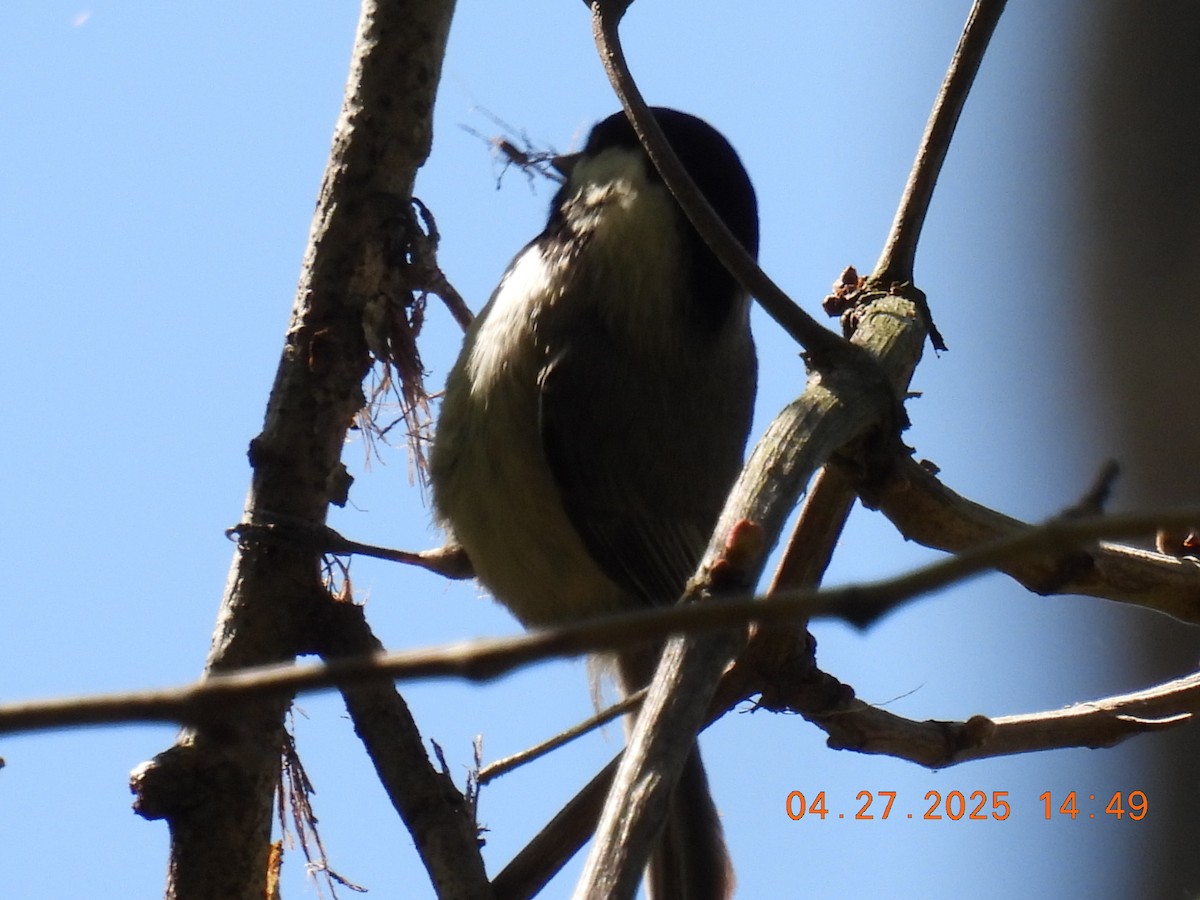 Carolina Chickadee - ML635572714