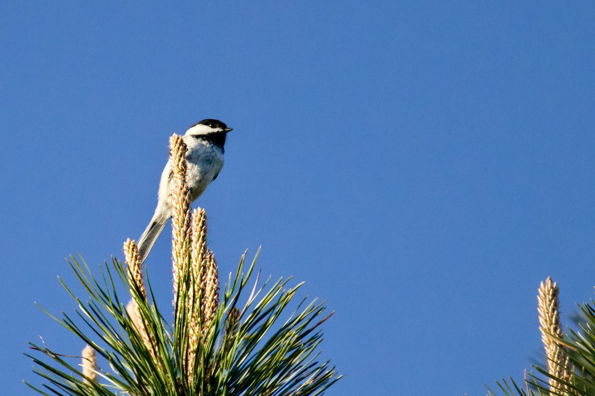Black-capped Chickadee - ML635572727