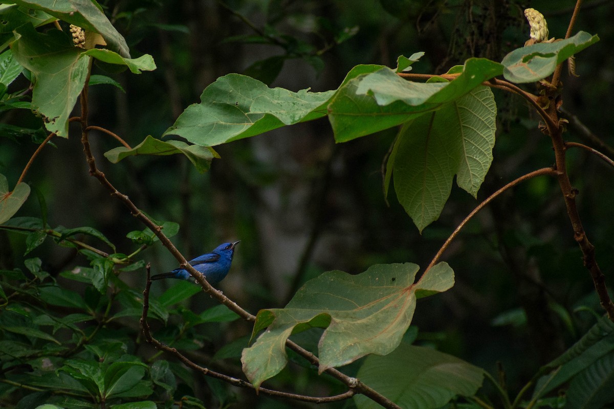 Blue Dacnis - ML635572740