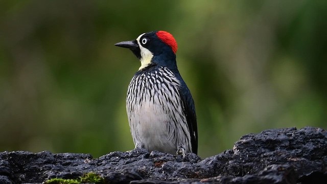 ドングリキツツキ - eBird
