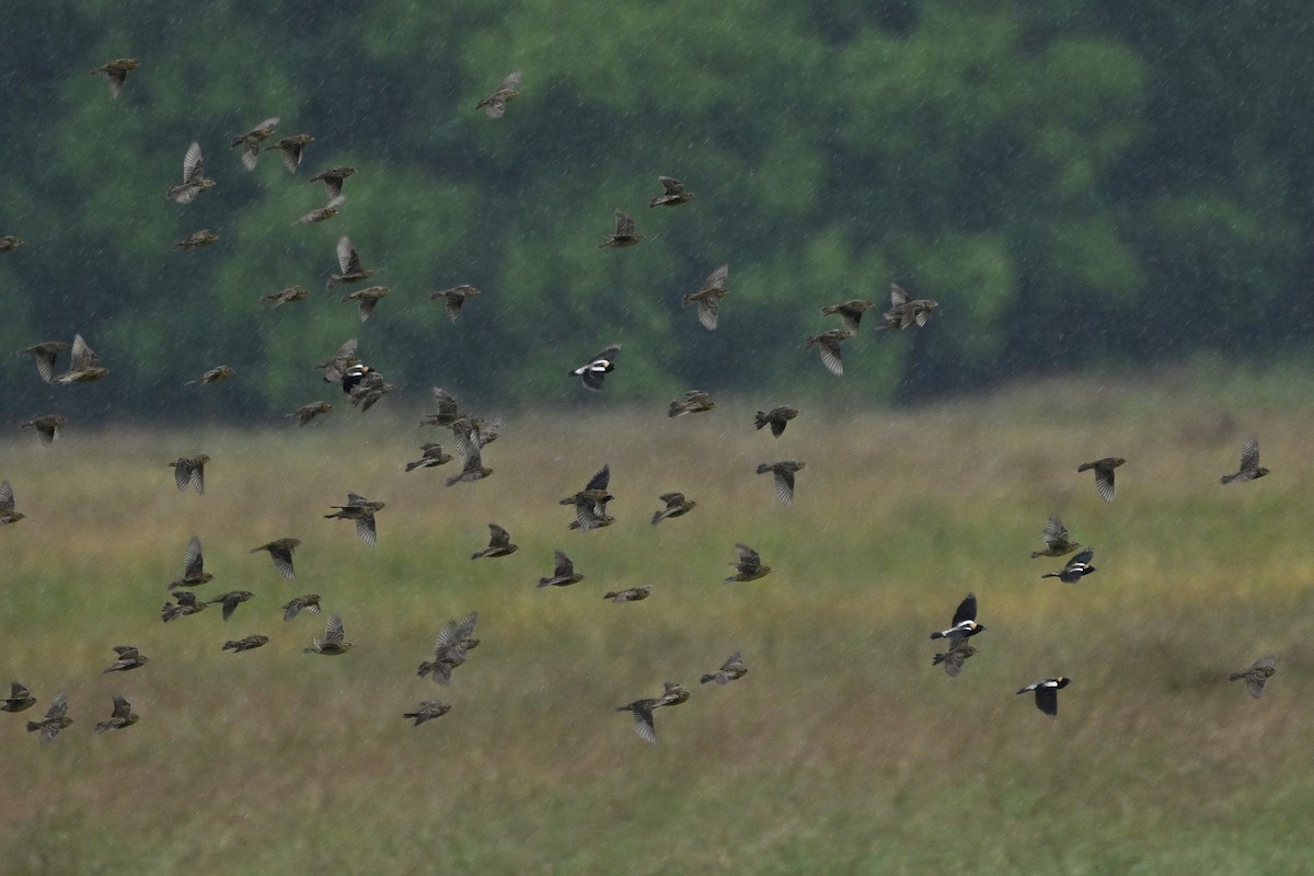 Bobolink - ML635572788