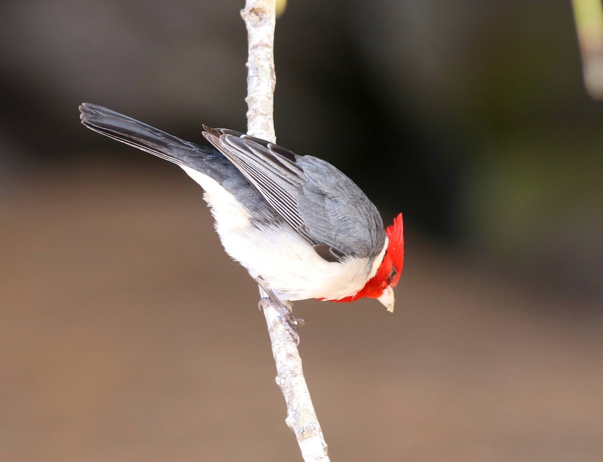Red-crested Cardinal - ML635572857