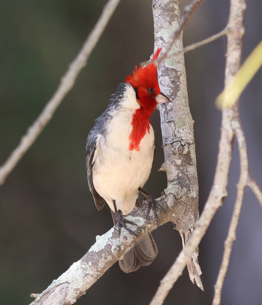 Red-crested Cardinal - ML635572859