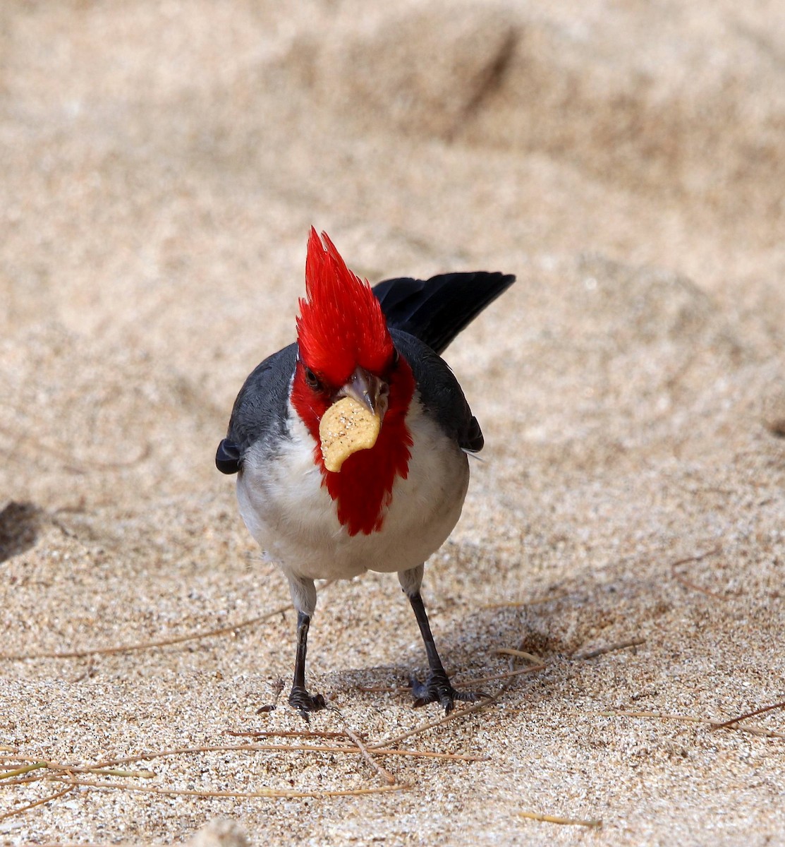 Red-crested Cardinal - ML635572861