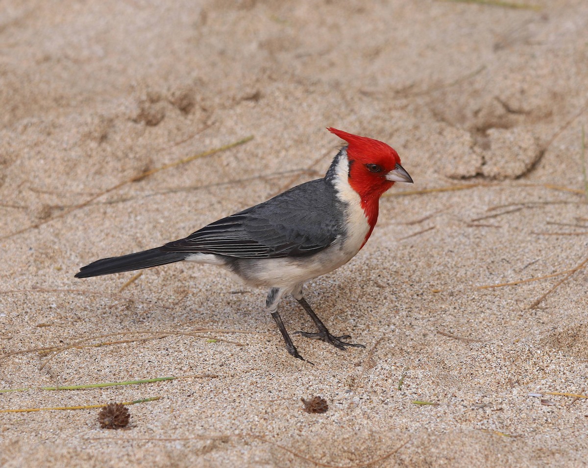 Red-crested Cardinal - ML635572862