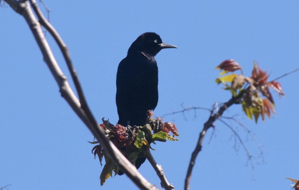 Boat-tailed Grackle - ML635572997
