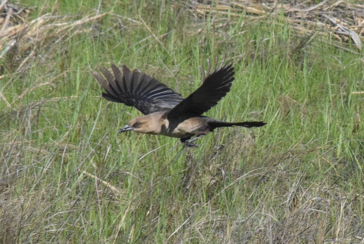 Boat-tailed Grackle - ML635572998