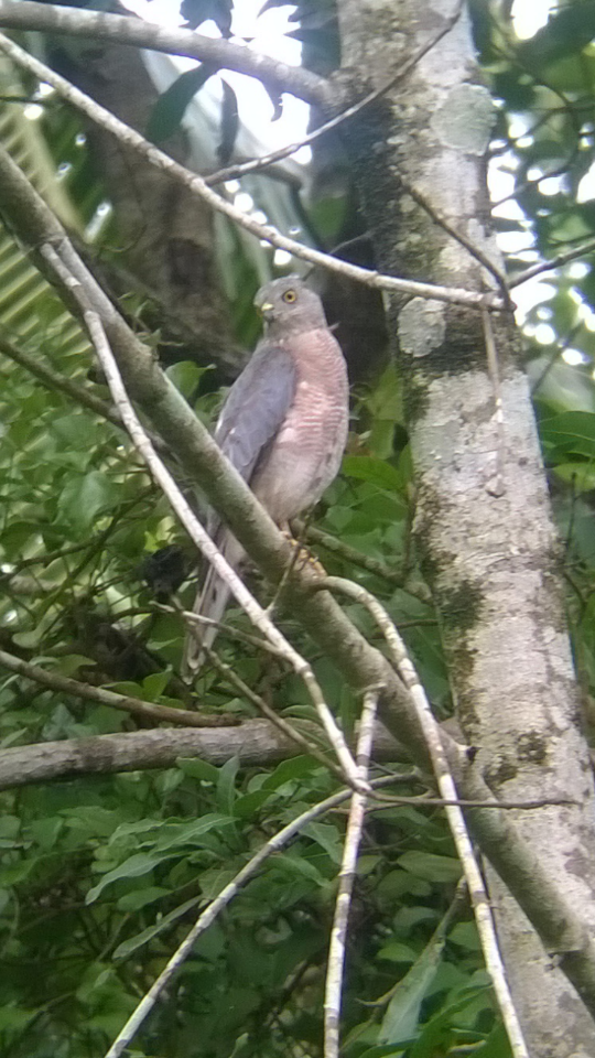 Shikra - Steffin Babu