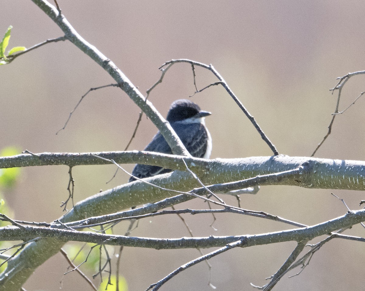 Eastern Kingbird - ML635573016
