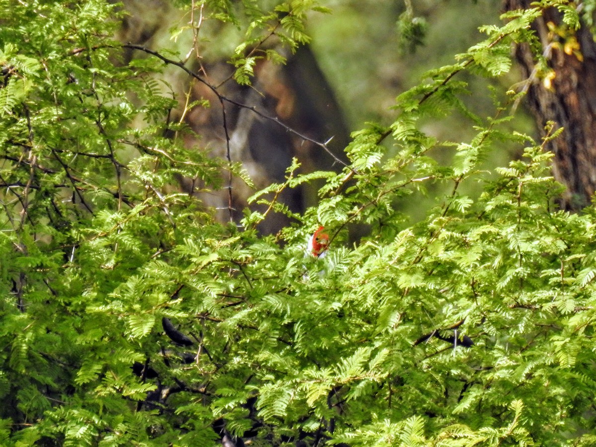 Red-crested Cardinal - ML635573022