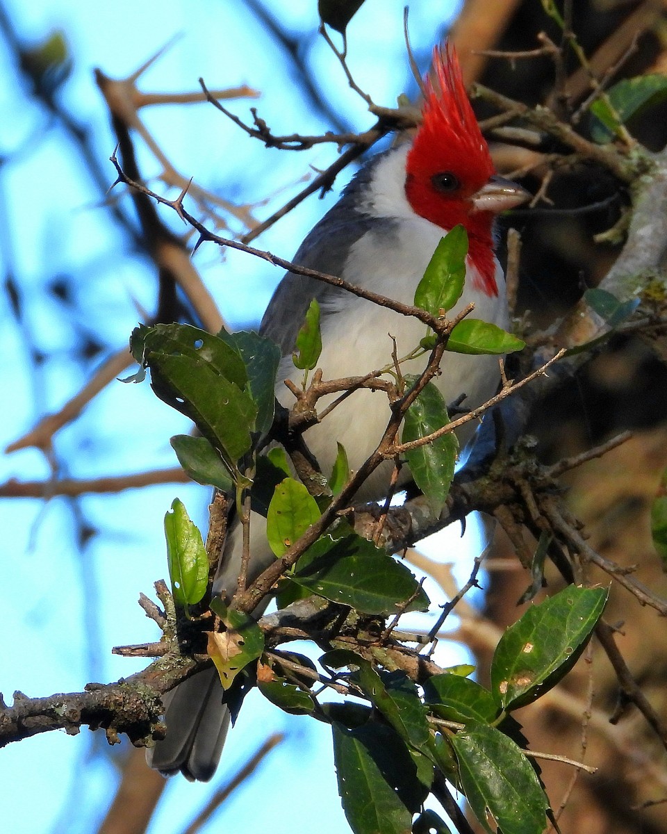 Red-crested Cardinal - ML635573026