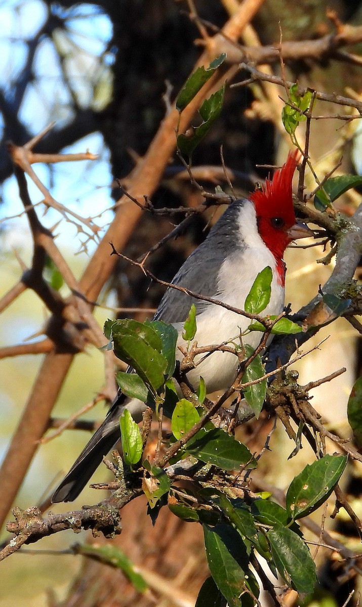 Red-crested Cardinal - ML635573027