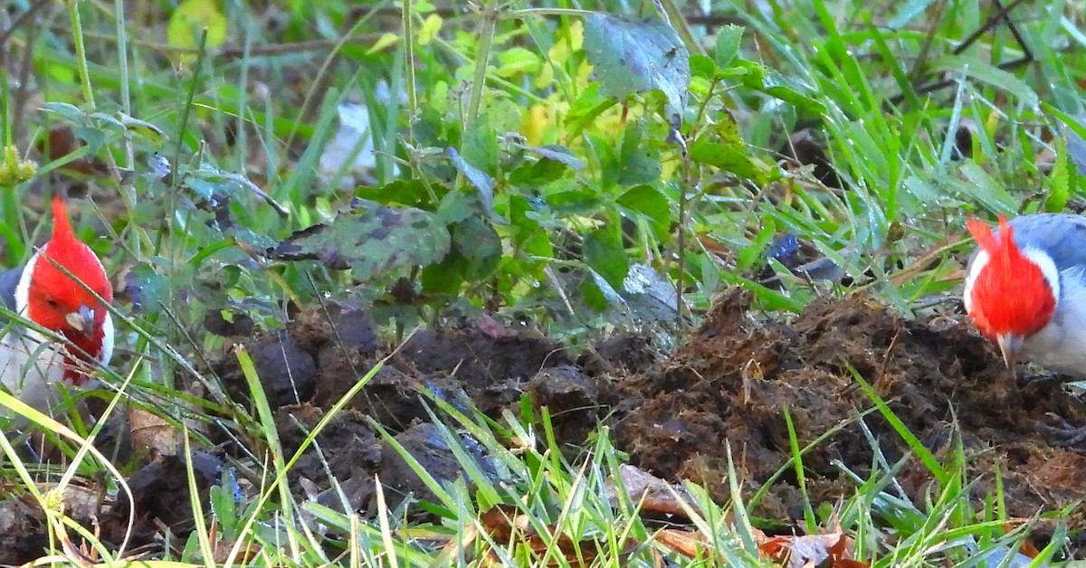 Red-crested Cardinal - ML635573028