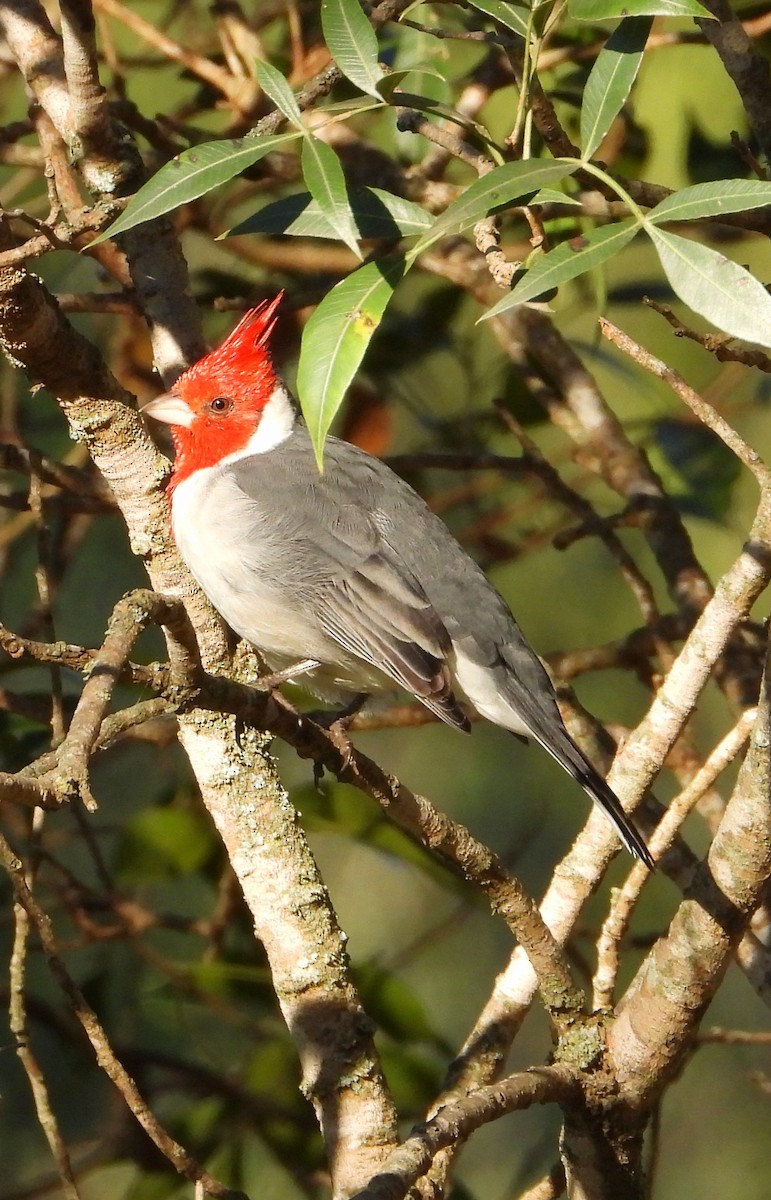 Red-crested Cardinal - ML635573029