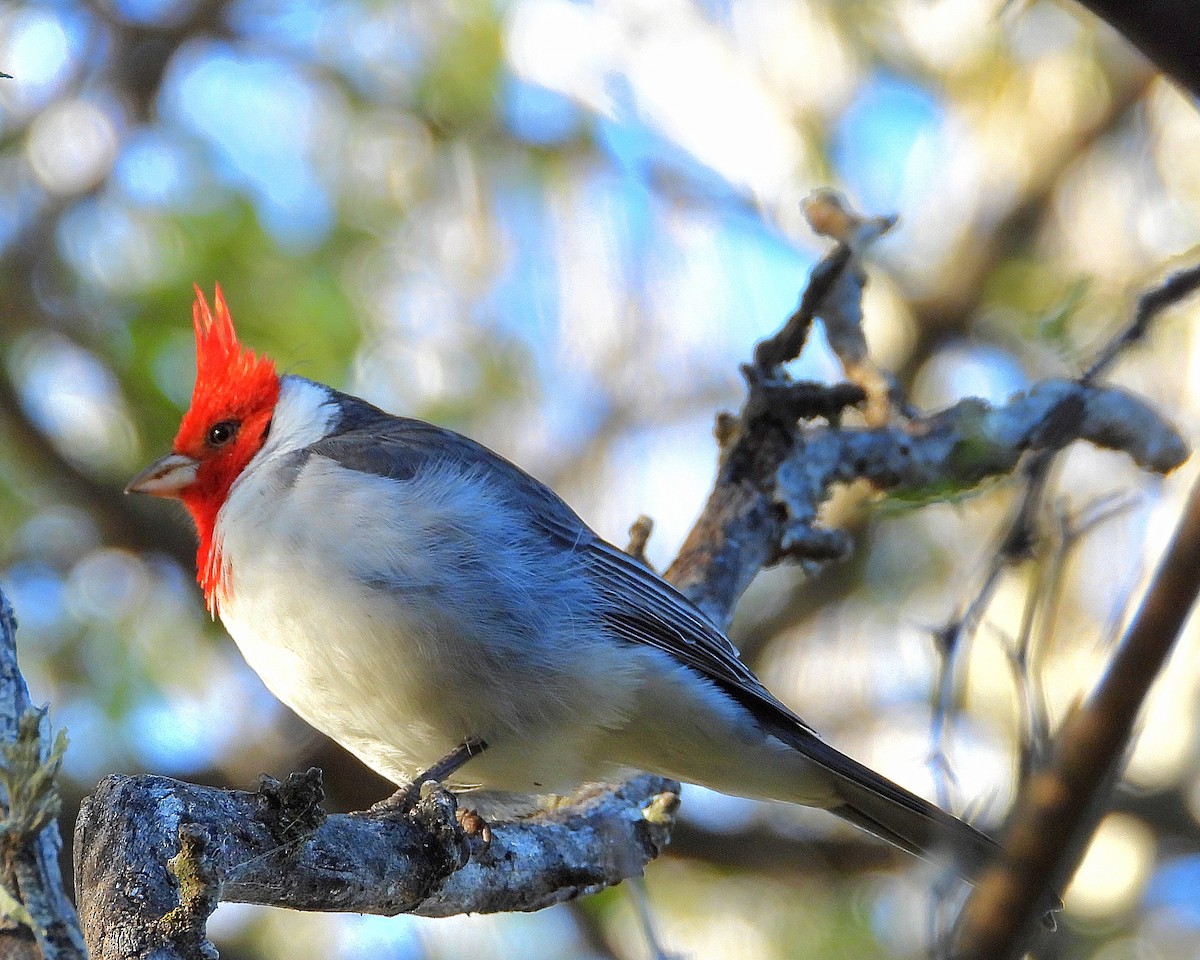 Red-crested Cardinal - ML635573030