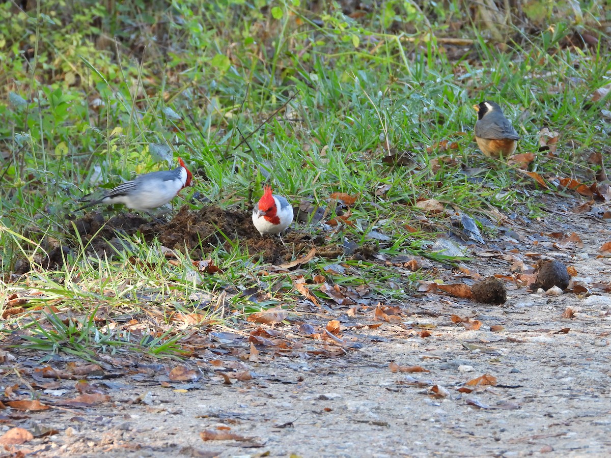 Red-crested Cardinal - ML635573032