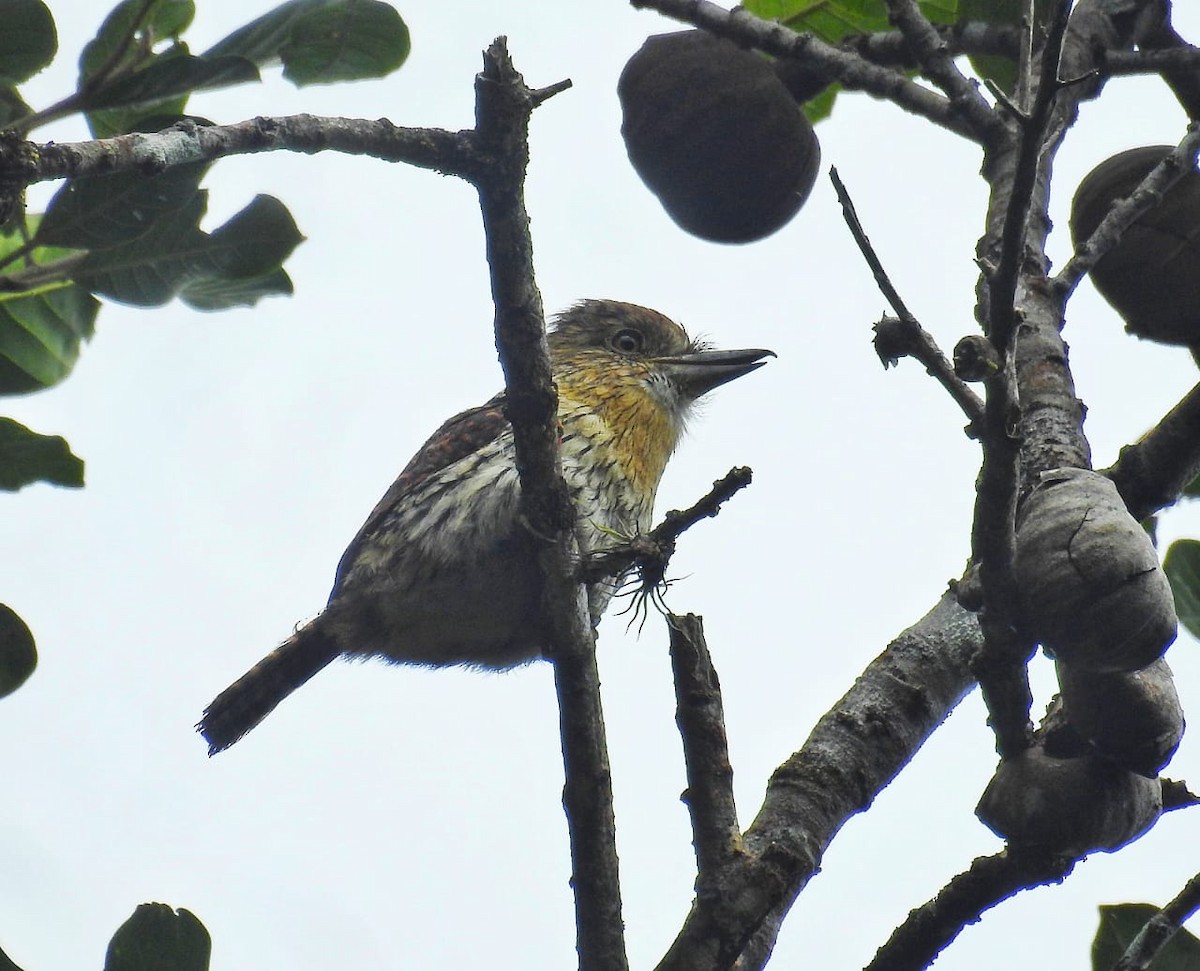 Western Striolated-Puffbird - ML635573047