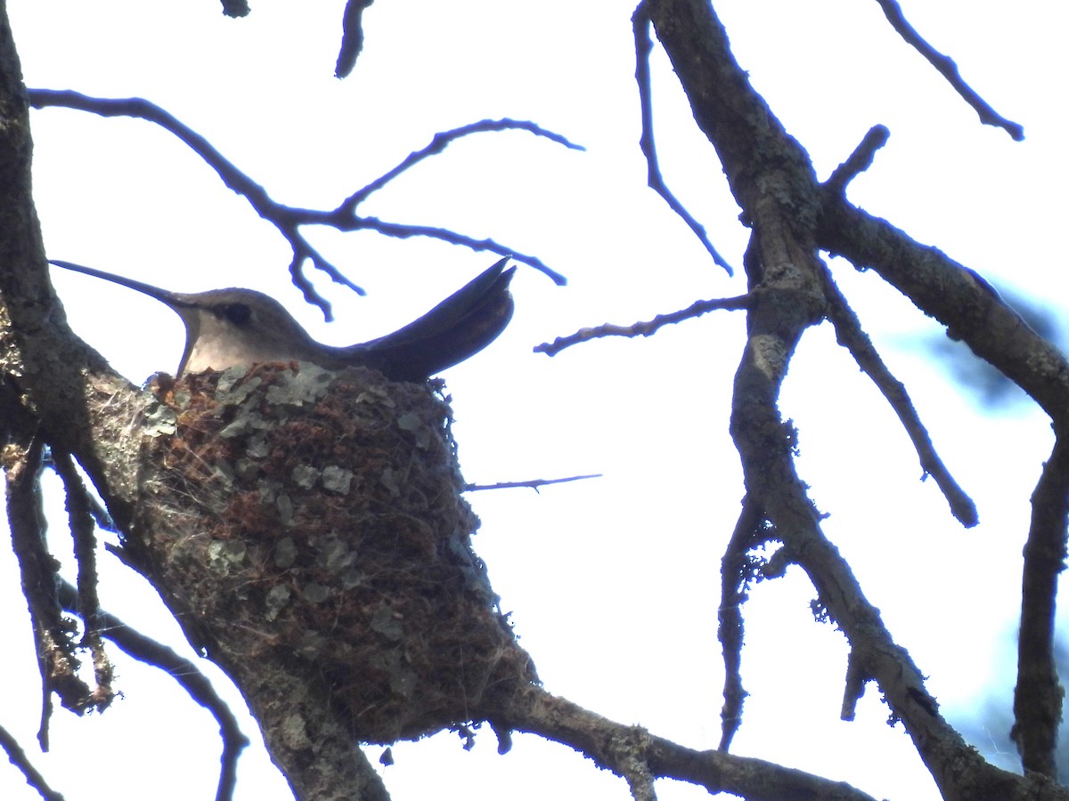 Black-chinned Hummingbird - ML635573093