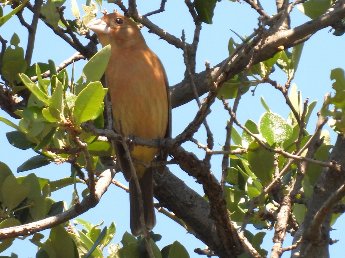 Blue Grosbeak - ML635573184