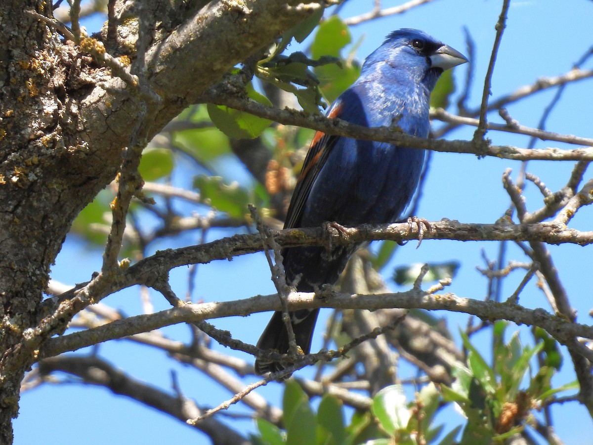 Blue Grosbeak - ML635573185