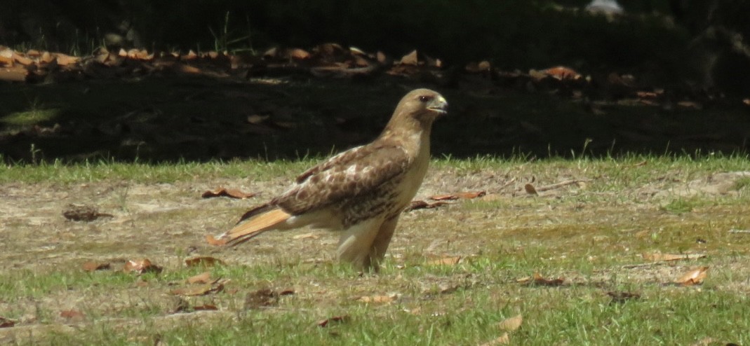 Rotschwanzbussard - ML635573325