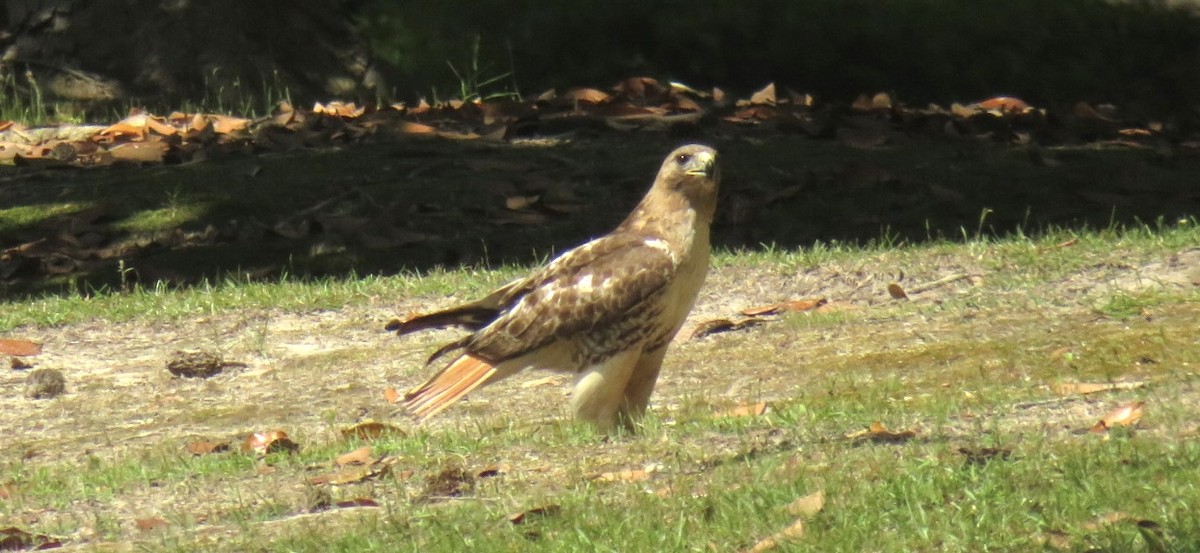 Rotschwanzbussard - ML635573326