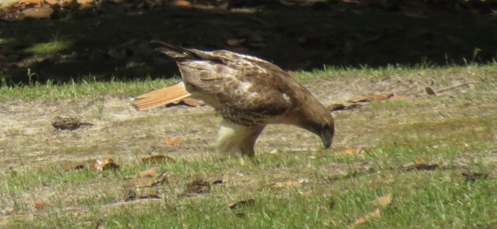 Rotschwanzbussard - ML635573327