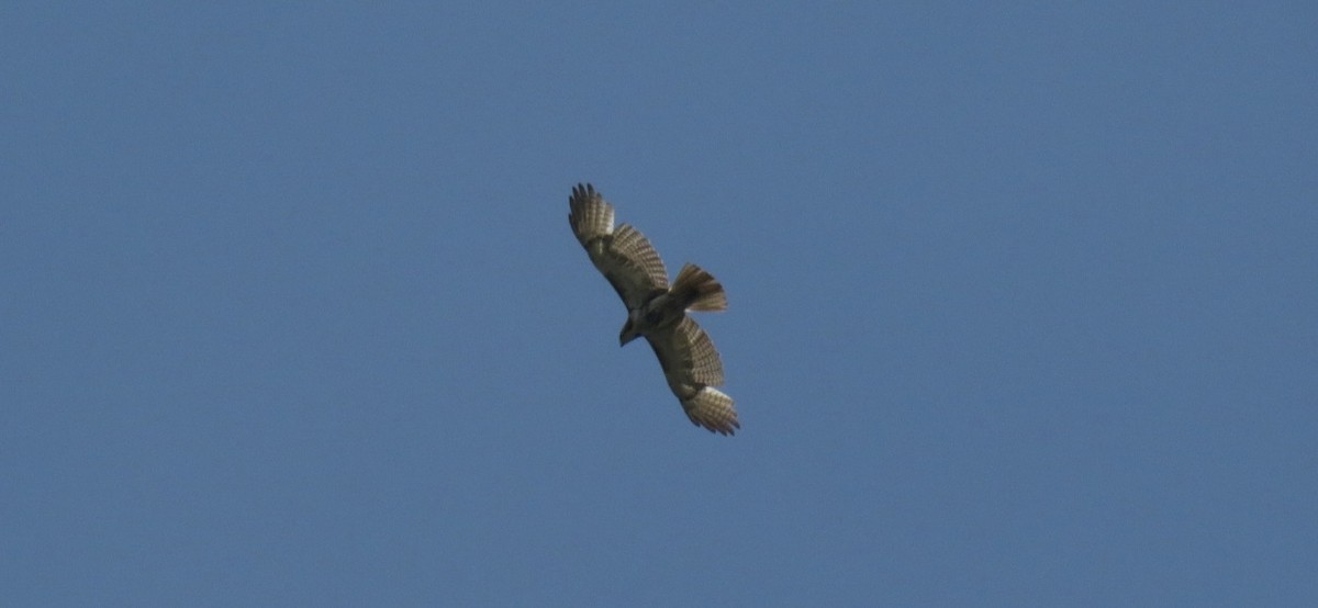 Rotschwanzbussard - ML635573328