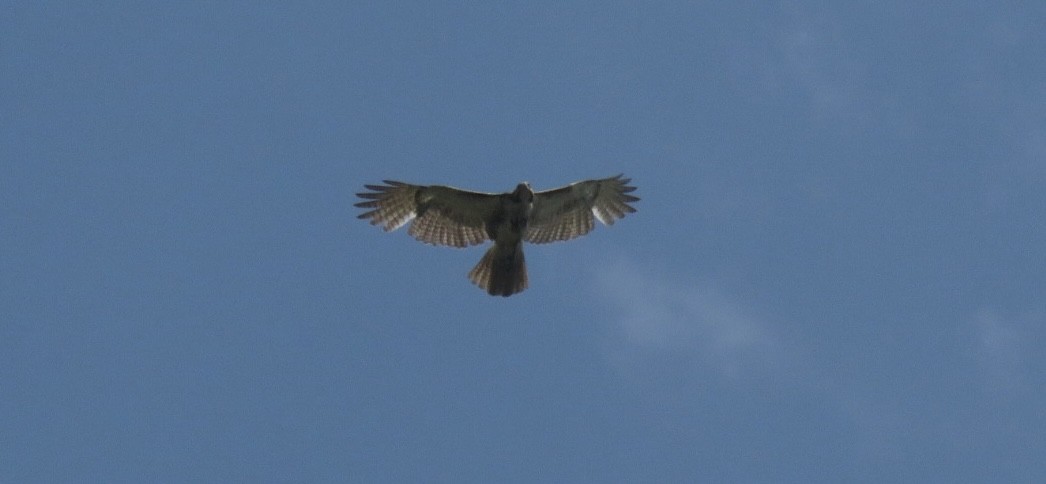 Rotschwanzbussard - ML635573329