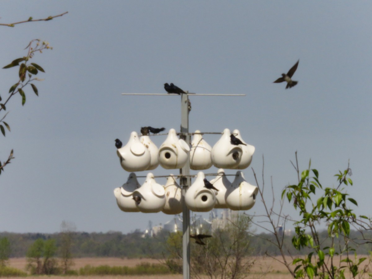 Purple Martin - ML635573359