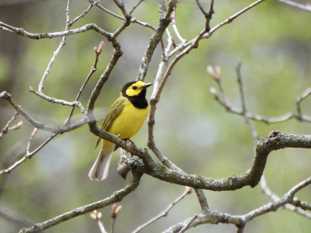 Hooded Warbler - ML635573372