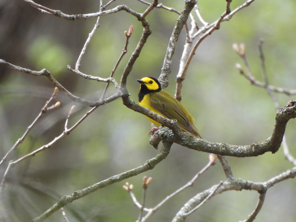 Hooded Warbler - ML635573373