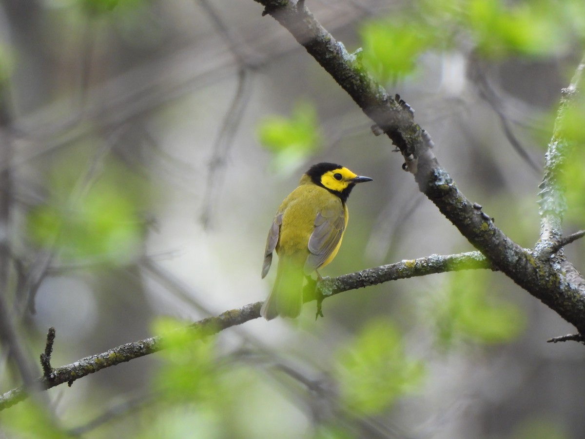 Hooded Warbler - ML635573374