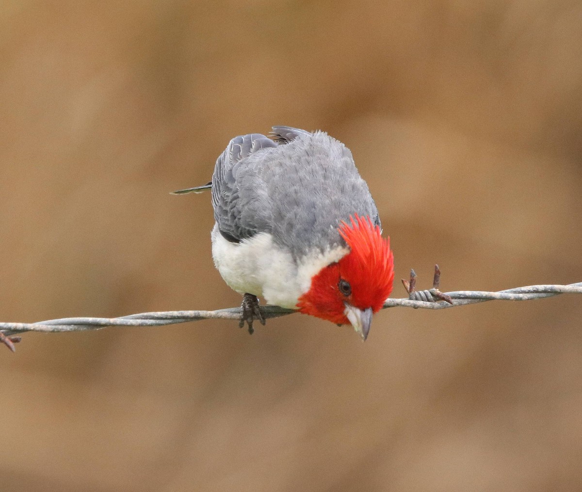 Red-crested Cardinal - ML635573379