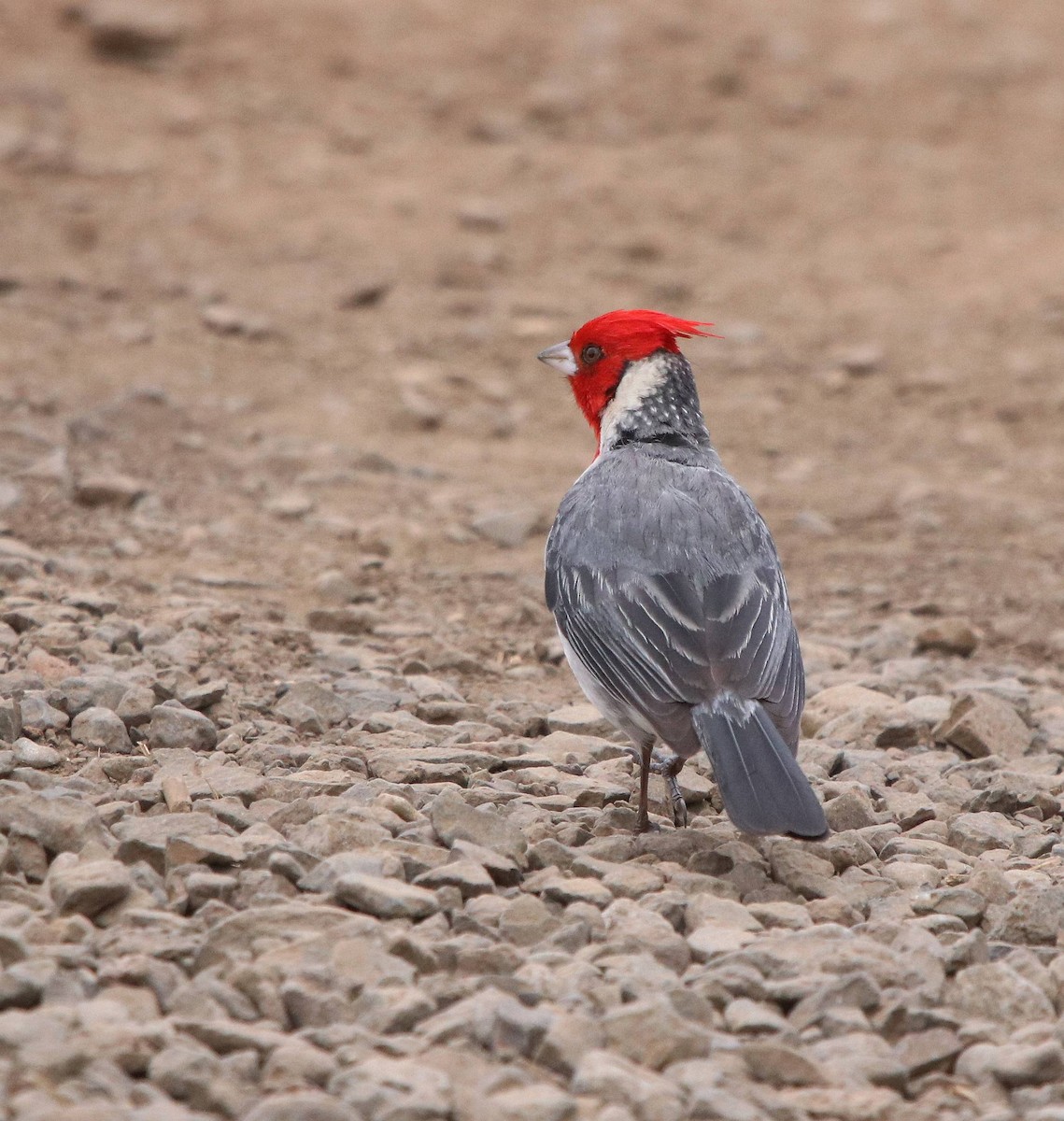 Red-crested Cardinal - ML635573380