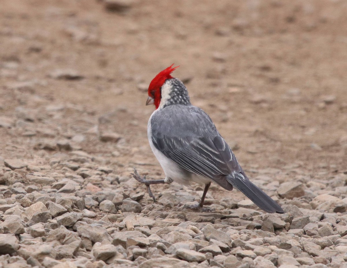 Red-crested Cardinal - ML635573381