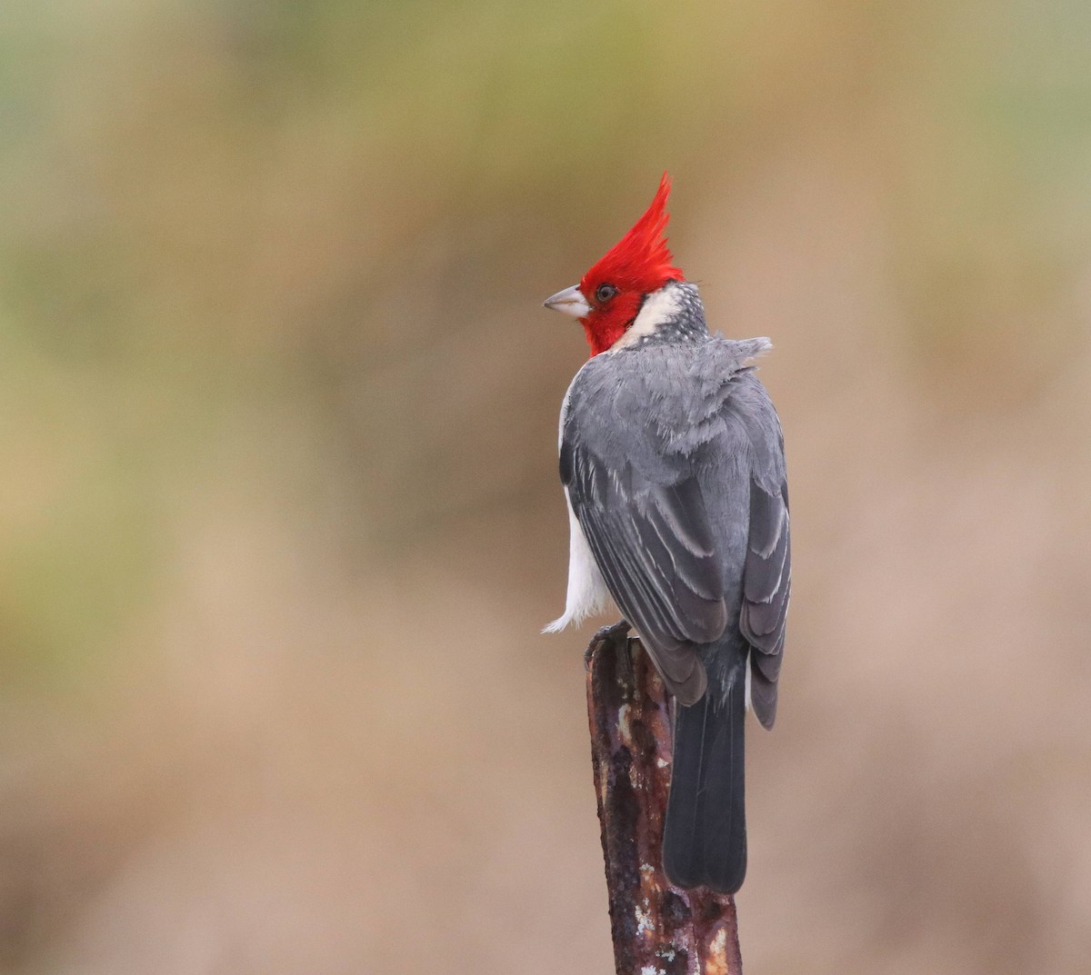 Red-crested Cardinal - ML635573382